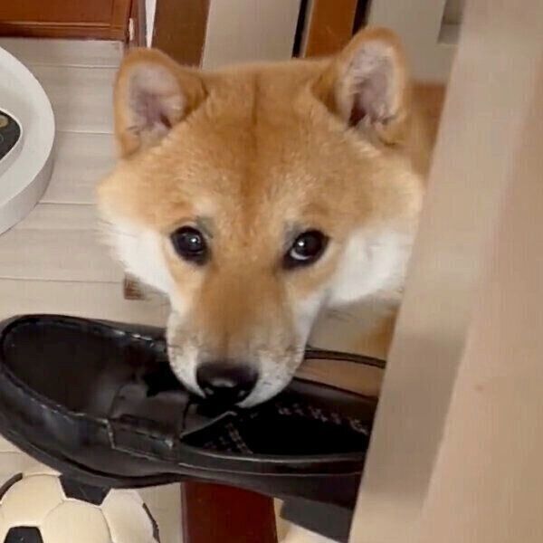 イタズラ検問 に引っかかり固まる柴犬 最高に 気まずそうな表情 が笑える いぬのきもちweb Magazine